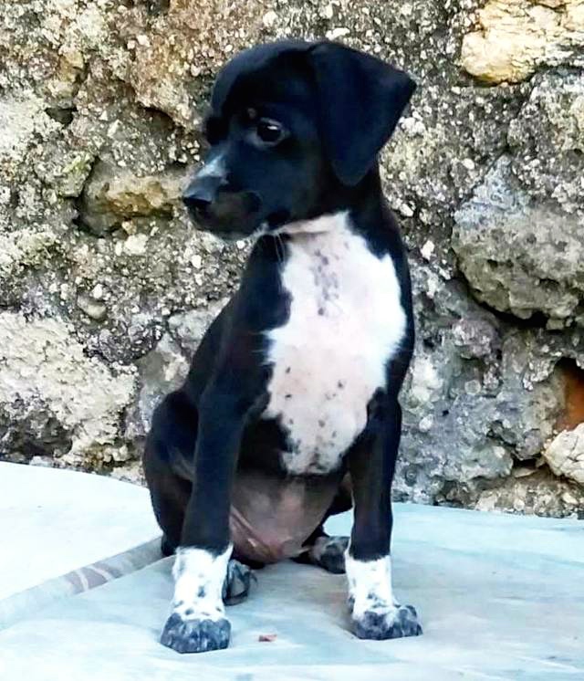 Hund2_709881.jpeg