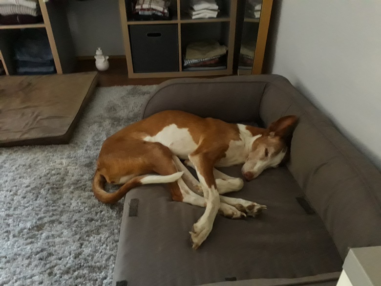 7 Alles zu klein, armes Ding 1.jpg
