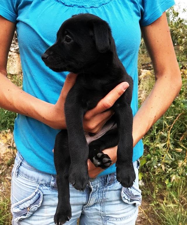 Hund2_702210.jpeg