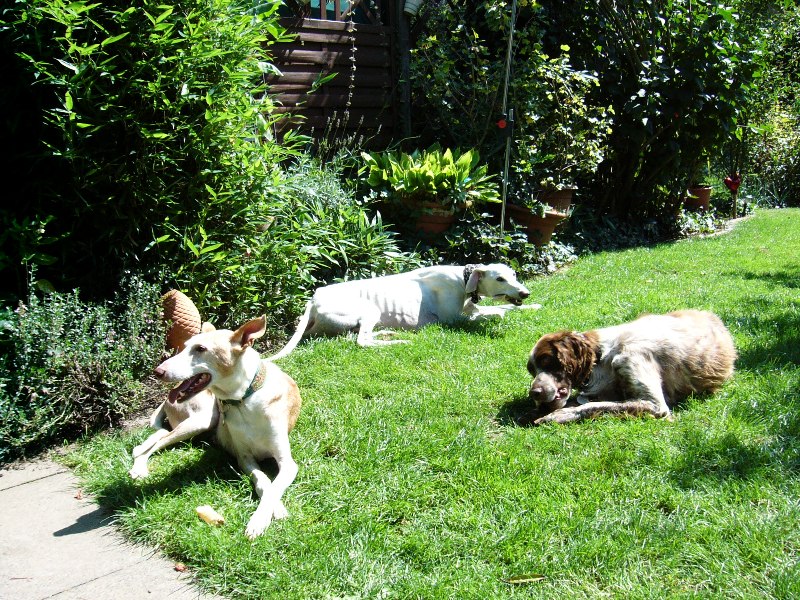 hunde 006.jpg