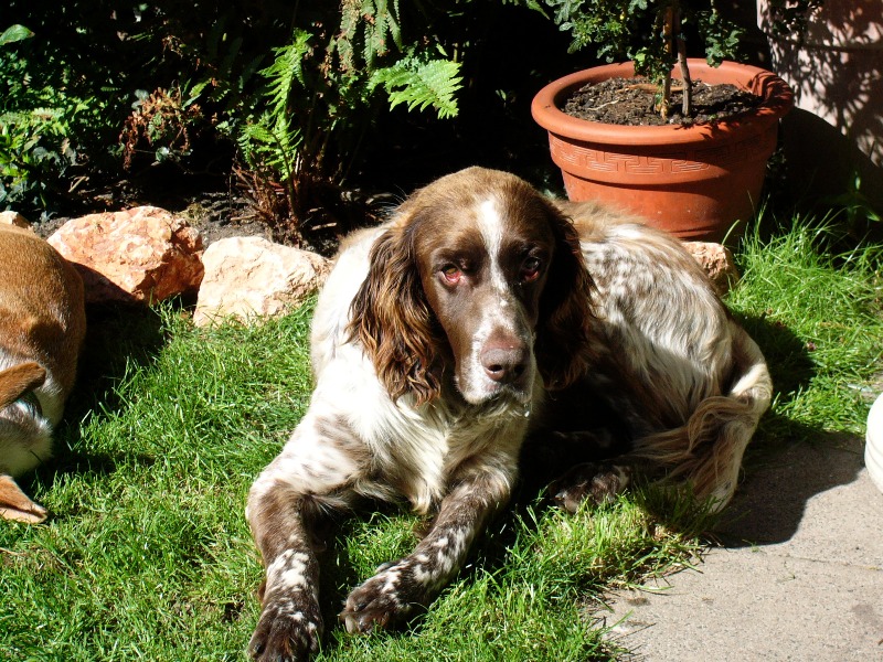 hunde 012.jpg