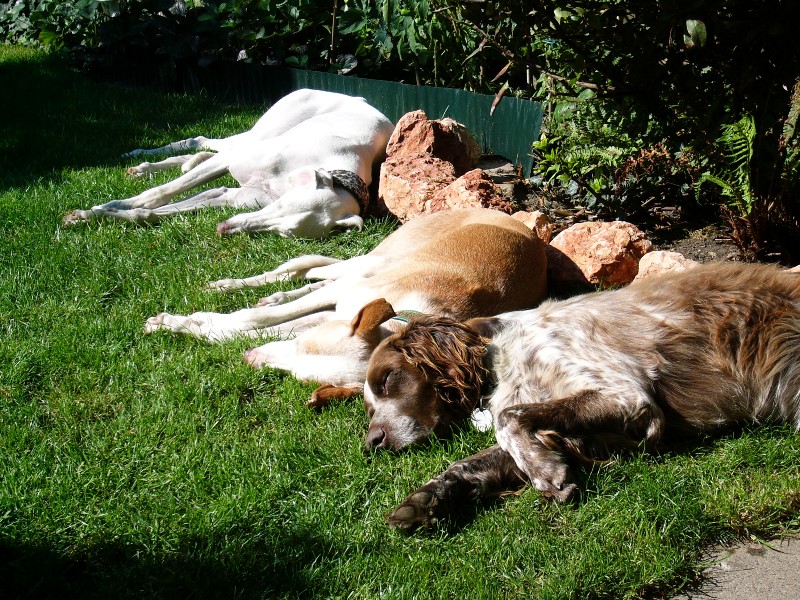 hunde 015.jpg
