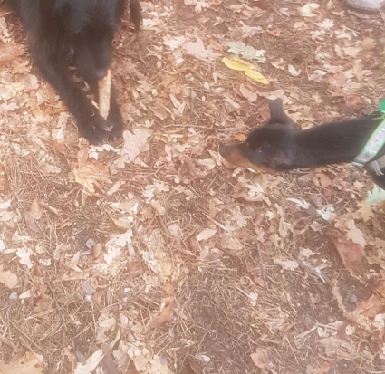 20181104_133744_crop_425x413.jpg