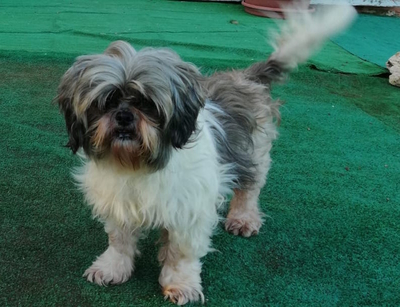 SUKI.jpg