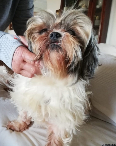 SUKI1.jpg