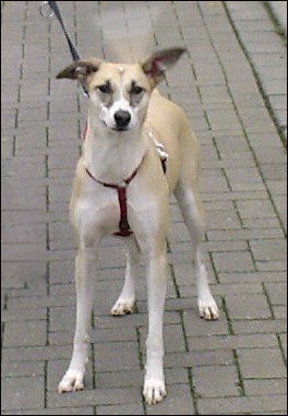 Celia kurz vor dem Abheben des HT