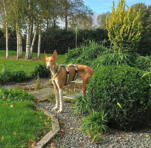 Hund7_785046.jpeg