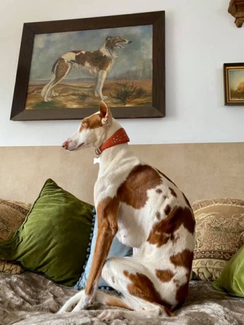 Samana Sofa.jpg
