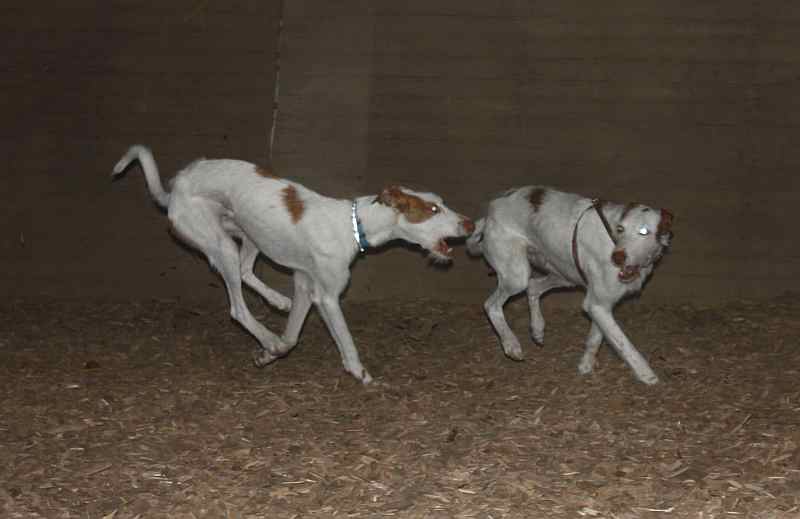 Hundis011209_15.jpg