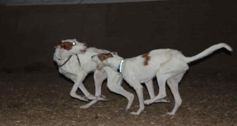 Hundis011209_14.jpg