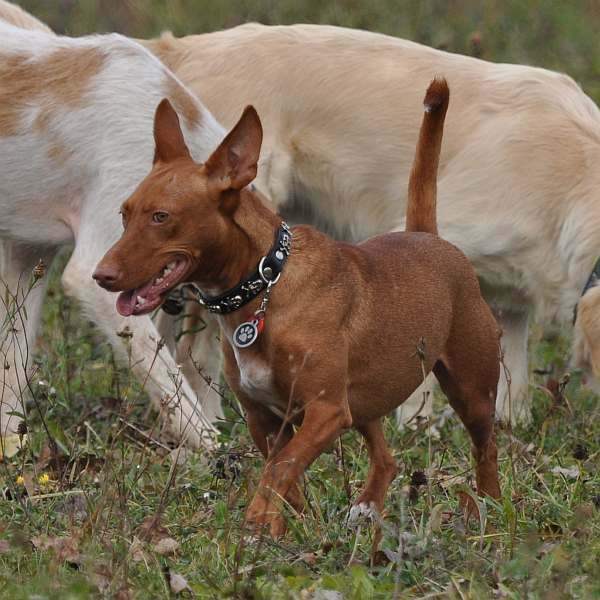 Bossi in Action.jpg