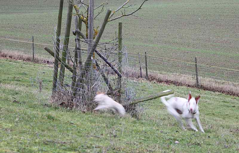Hundis051209_89.jpg