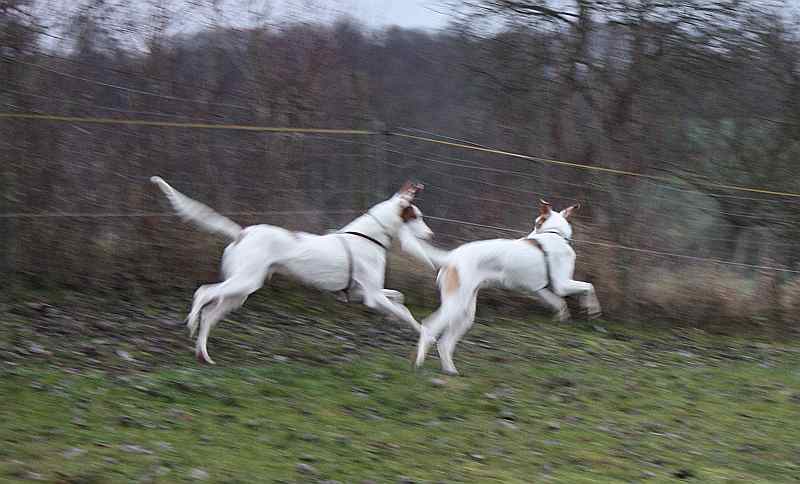 Hundis051209_16.jpg
