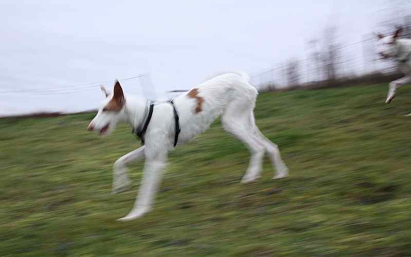 Hundis051209_33.jpg