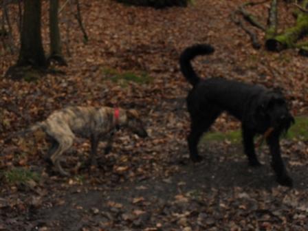 spaziergang 06.12 009.jpg
