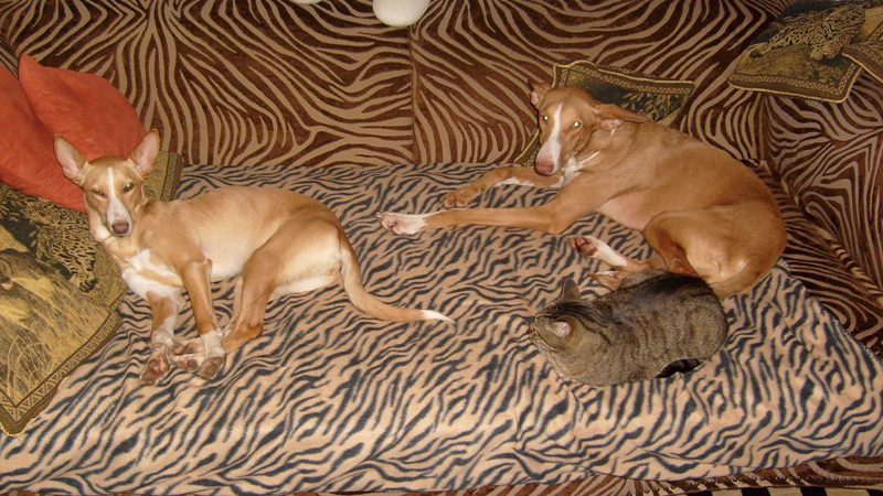 Hunde Katze Pfoten 013.jpg