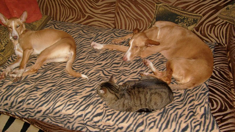 Hunde Katze Pfoten 014.jpg