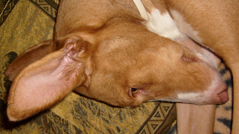 Hunde Katze Pfoten 005.jpg