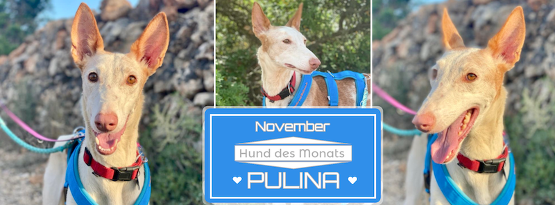 PULINA.png