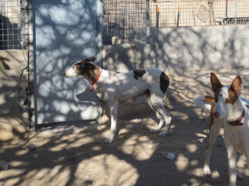 perrera dez 09 179.jpg