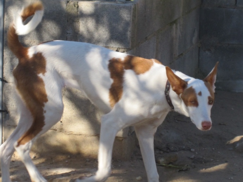 perrera dez 09 191.jpg