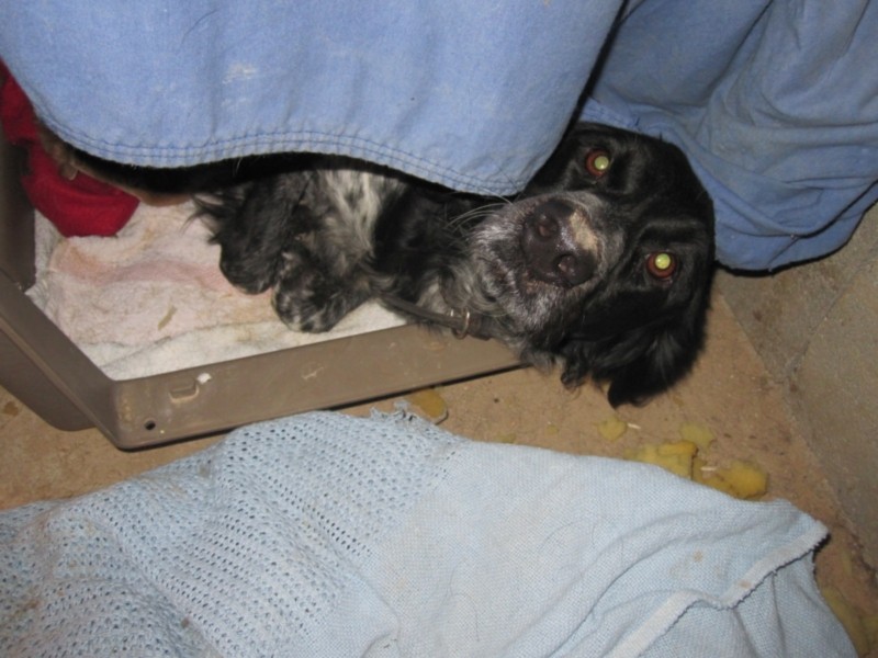 perrera dez 09 204.jpg