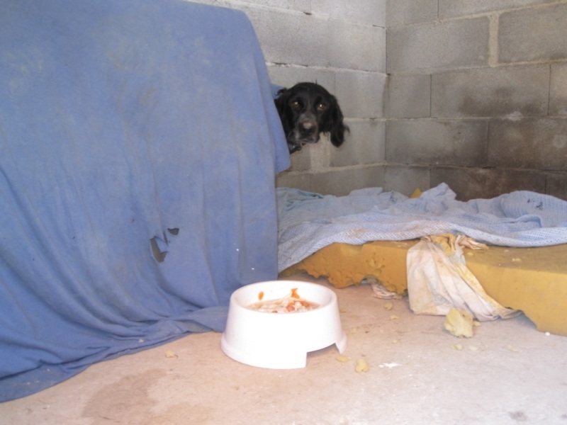 perrera dez 09 203.jpg