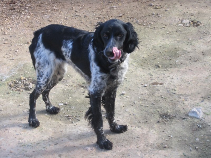 perrera dez 09 218.jpg