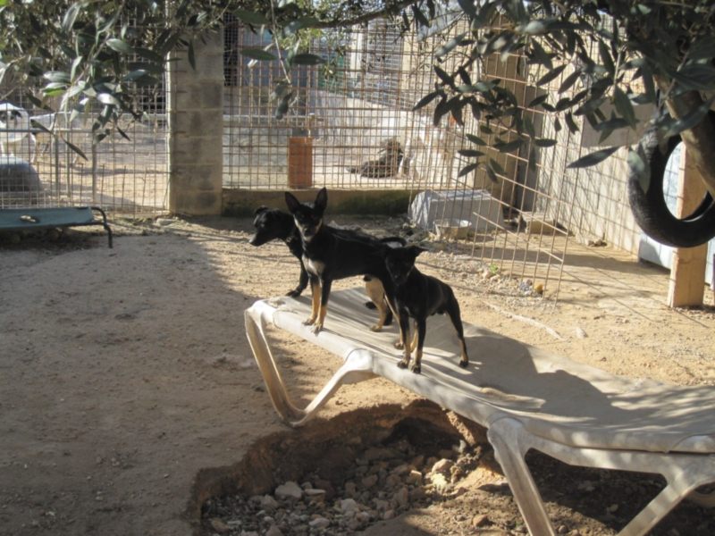 perrera dez 09 206.jpg
