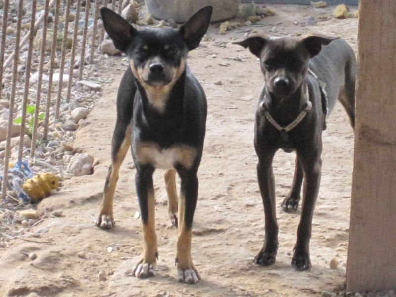 perrera dez 09 215.jpg