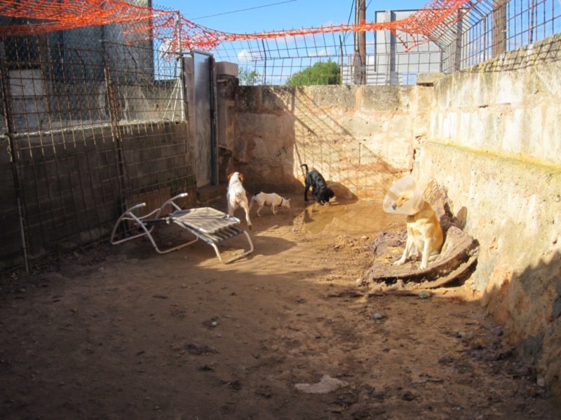 perrera dez 09 230.jpg