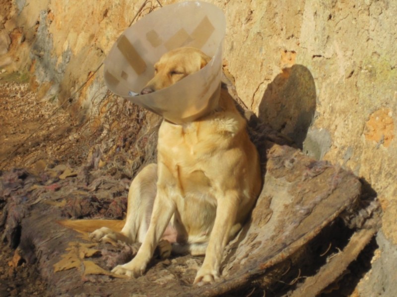 perrera dez 09 229.jpg