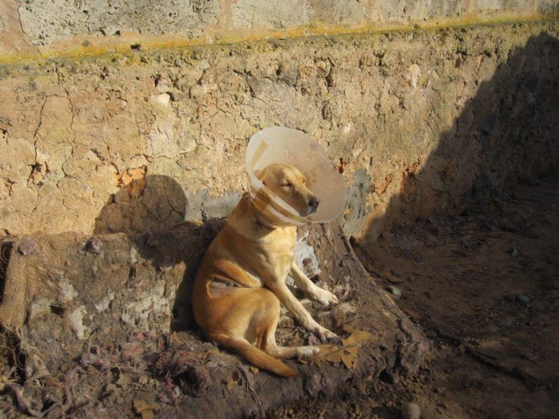 perrera dez 09 235.jpg