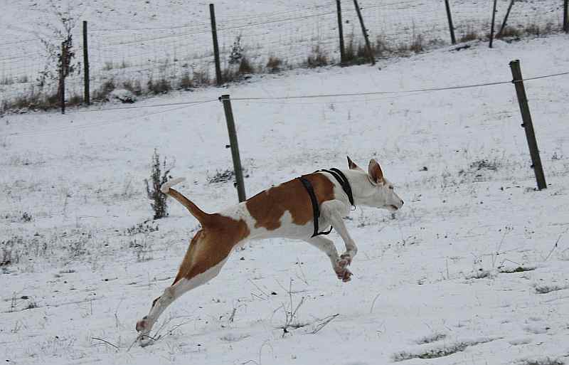 Hundis201209_79.jpg