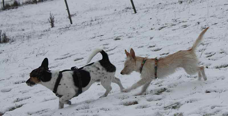 Hundis201209_64.jpg