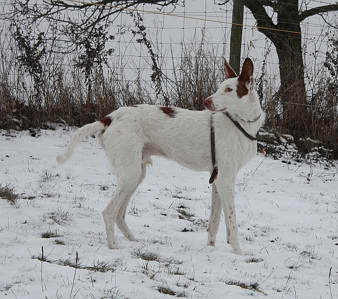 Hundis201209_100.jpg