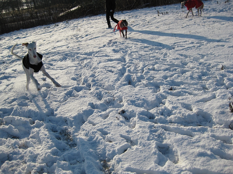 IMG_1171kl.jpg