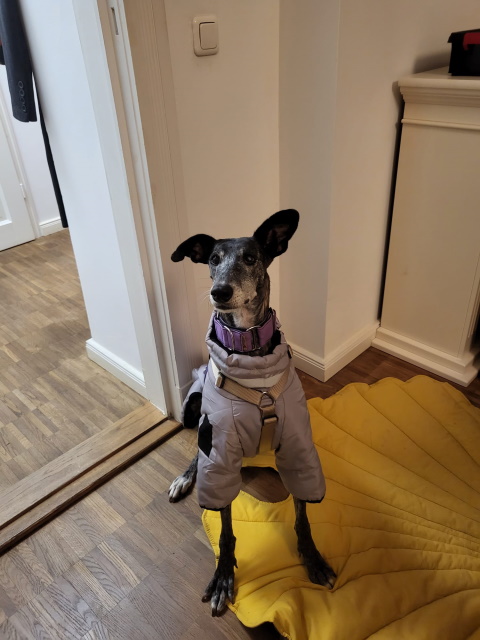 Phoebe1.jpg