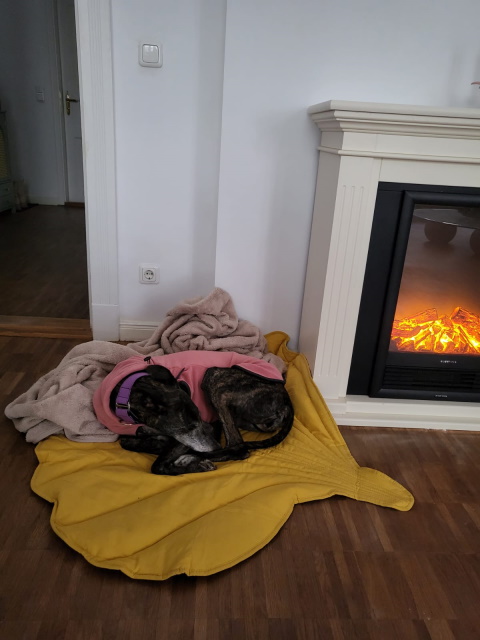 Phoebe3.jpg