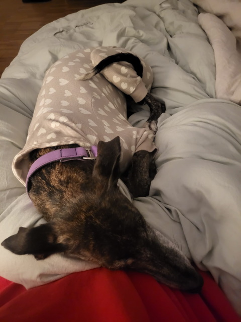 Phoebe5.jpg
