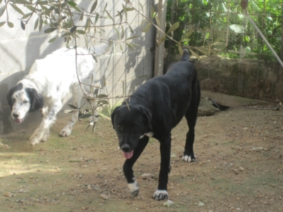 perrera 010 019.jpg