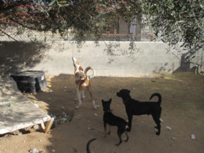 perrera 010 037.jpg