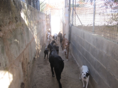 perrera 010 048.jpg