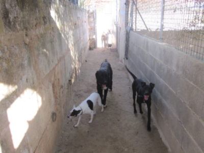 perrera 010 049.jpg