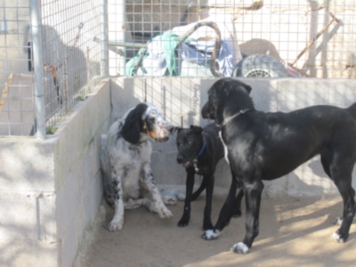 perrera 010 066.jpg