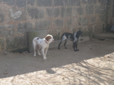 perrera 010 069.jpg
