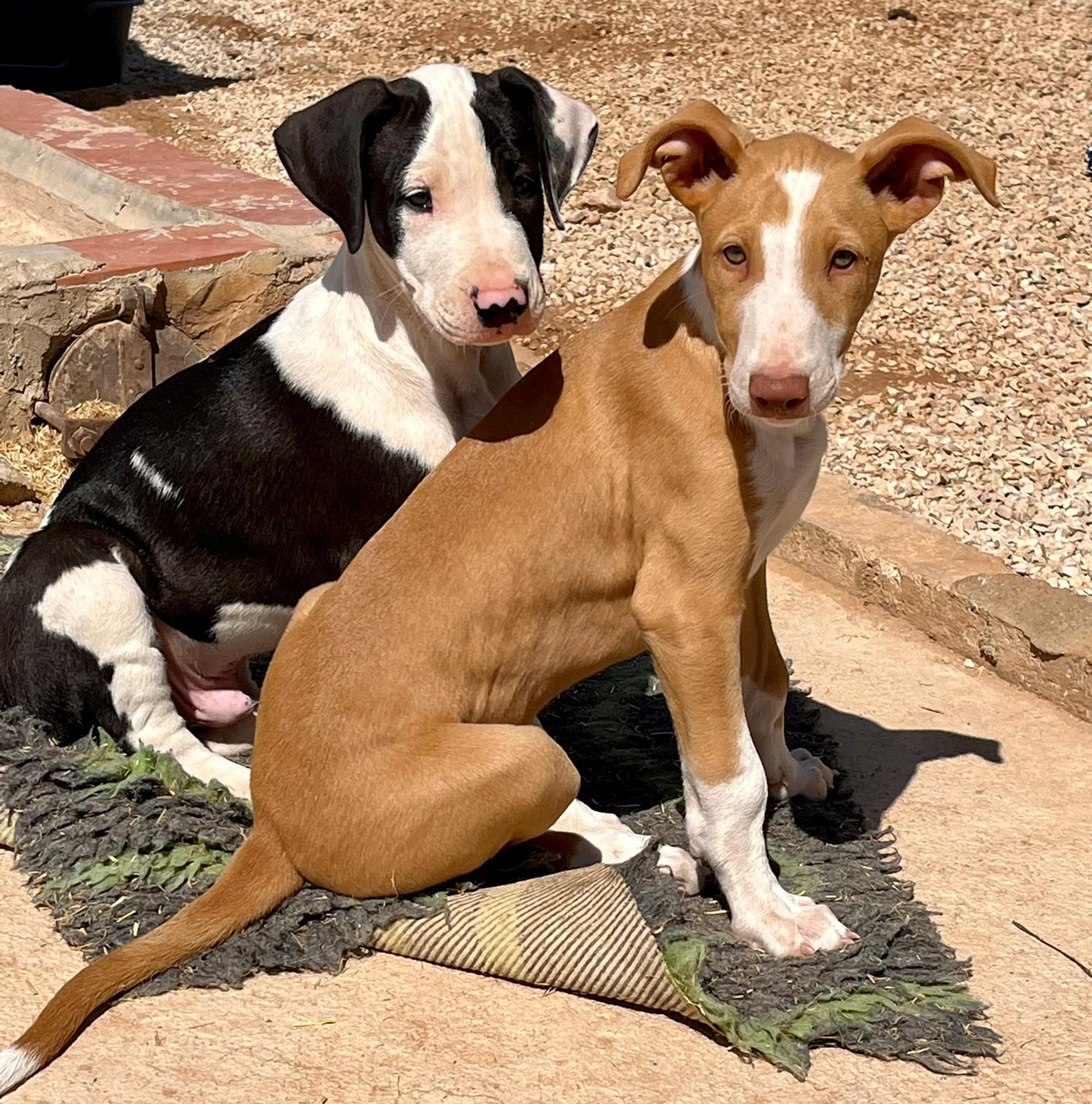 Bayou und Wittgenstein.jpg