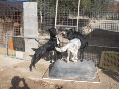 perrera 010 083.jpg
