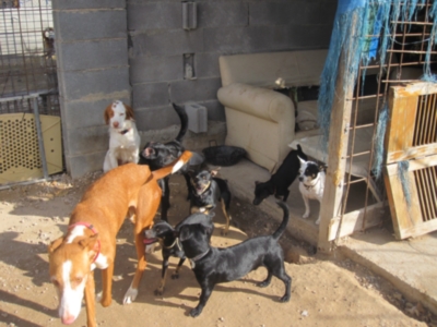 perrera 010 084.jpg