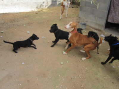 perrera 010 041.jpg